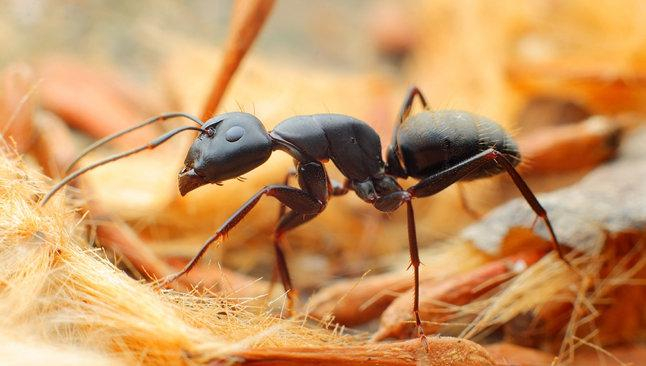 螞蟻的綜合防治方法 ?