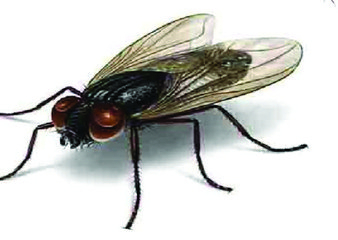 蠅類防治方案