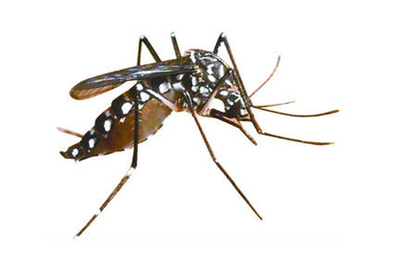 蚊類防治方案
