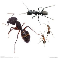 螞蟻防治方案